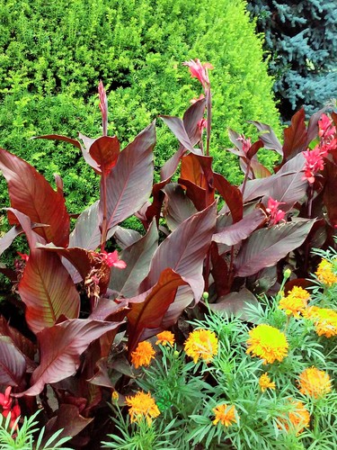 Paciorecznik,canna, Red Futurity